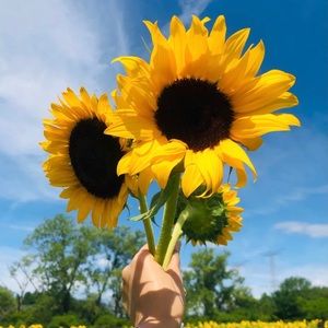 Meet your Posher, Yingyi